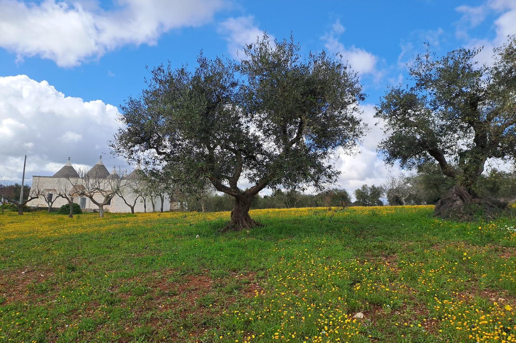 Trulli Carlo Anna Villa Locorotondo Luaran gambar